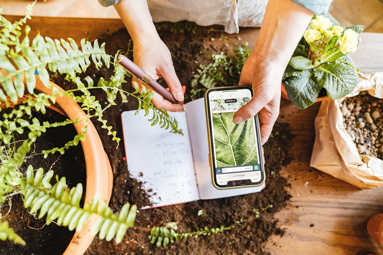 effective-methods-to-eliminate-black-flies-in-houseplants-greenery