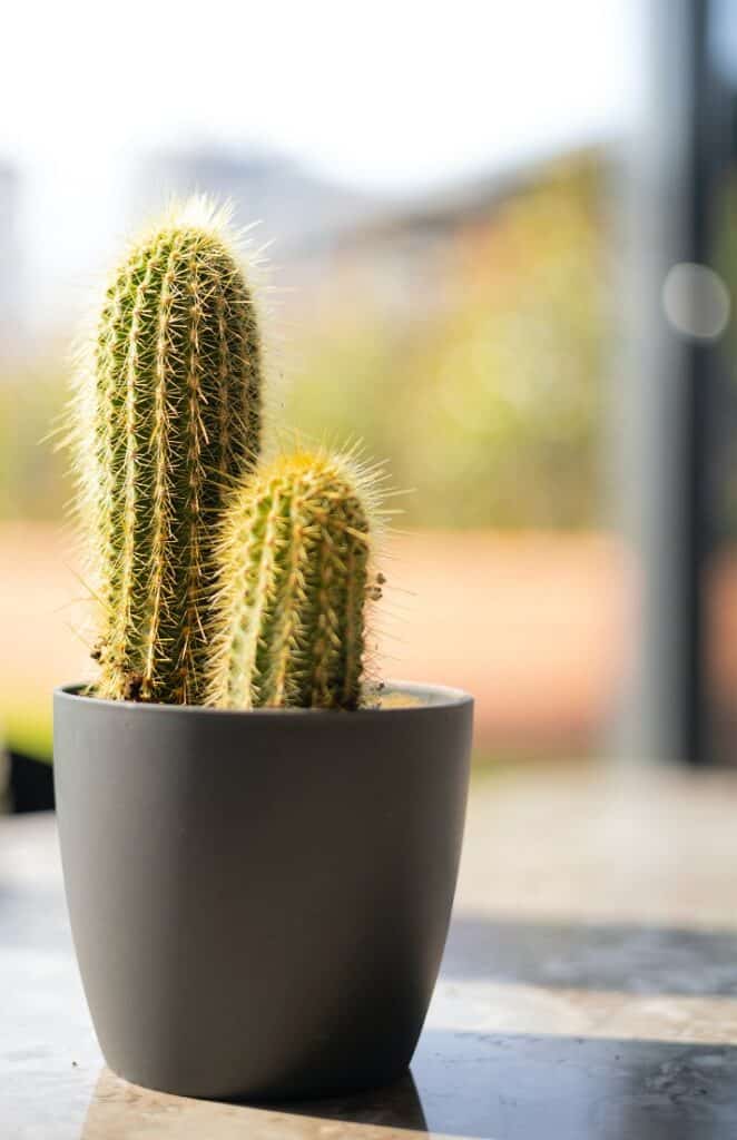 cactus turns yellow and then black