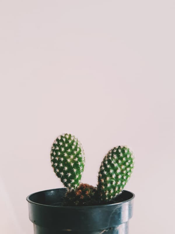 why cactus turns black