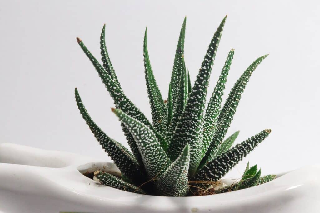 aloe vera | The Best House Plants for Air Purification