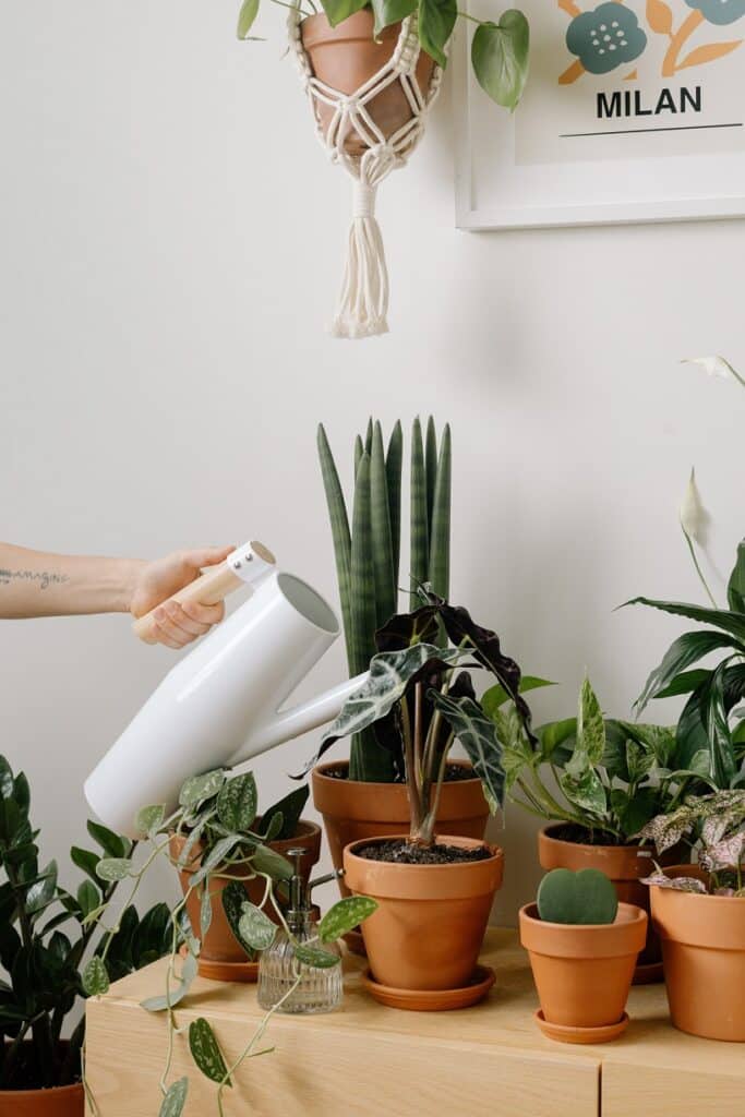 best plants to consider for air purification