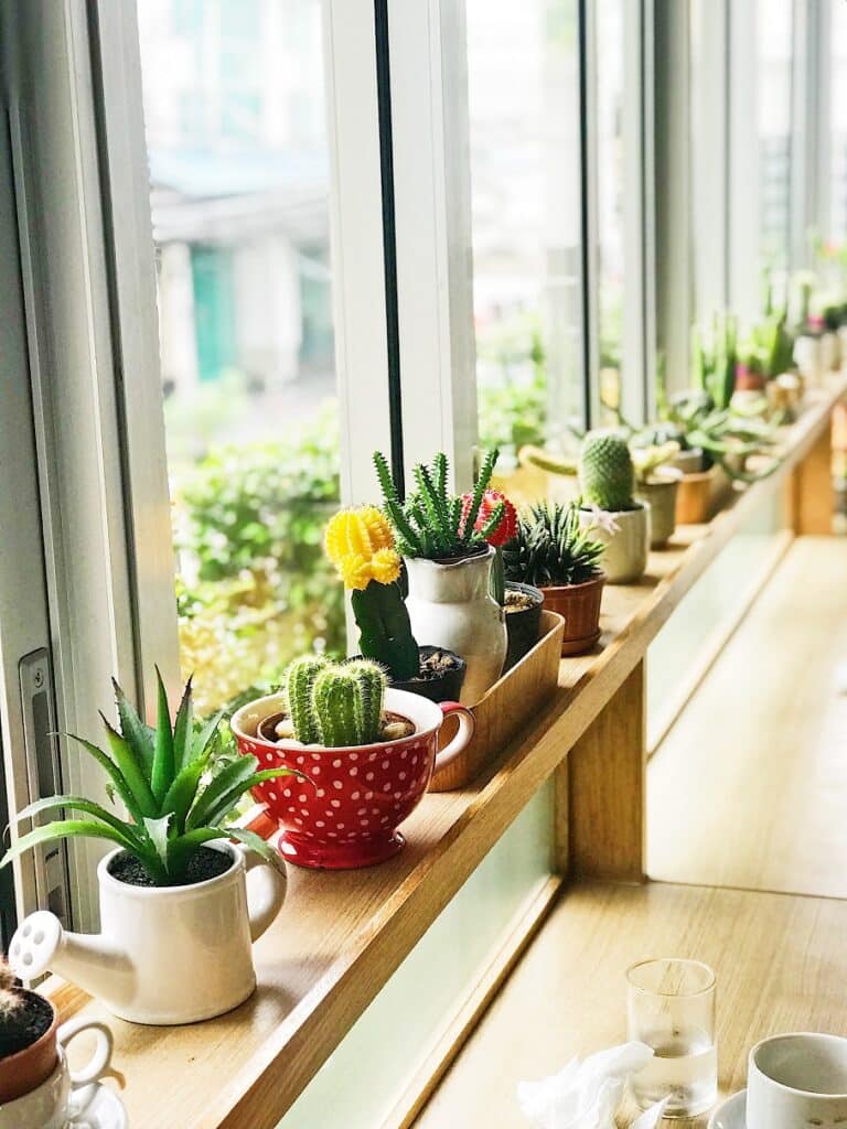 indoor plants for very small pots