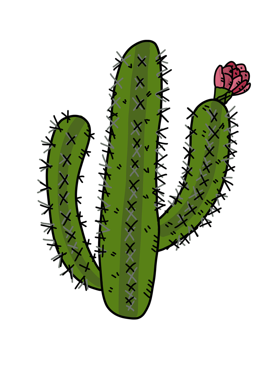 Why do cacti turn purple?