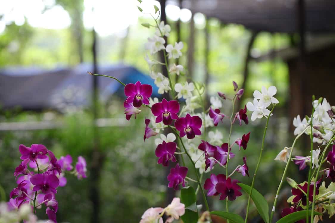 Orchids indoor plants for nice smell