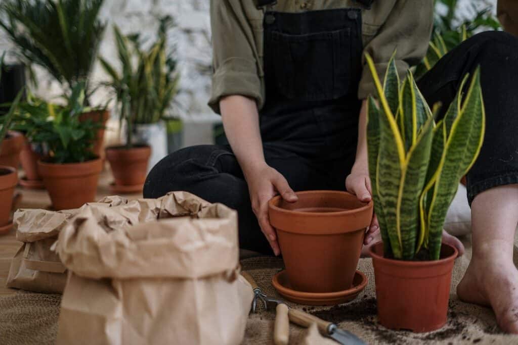 best potting soil for indoor plants without gnats