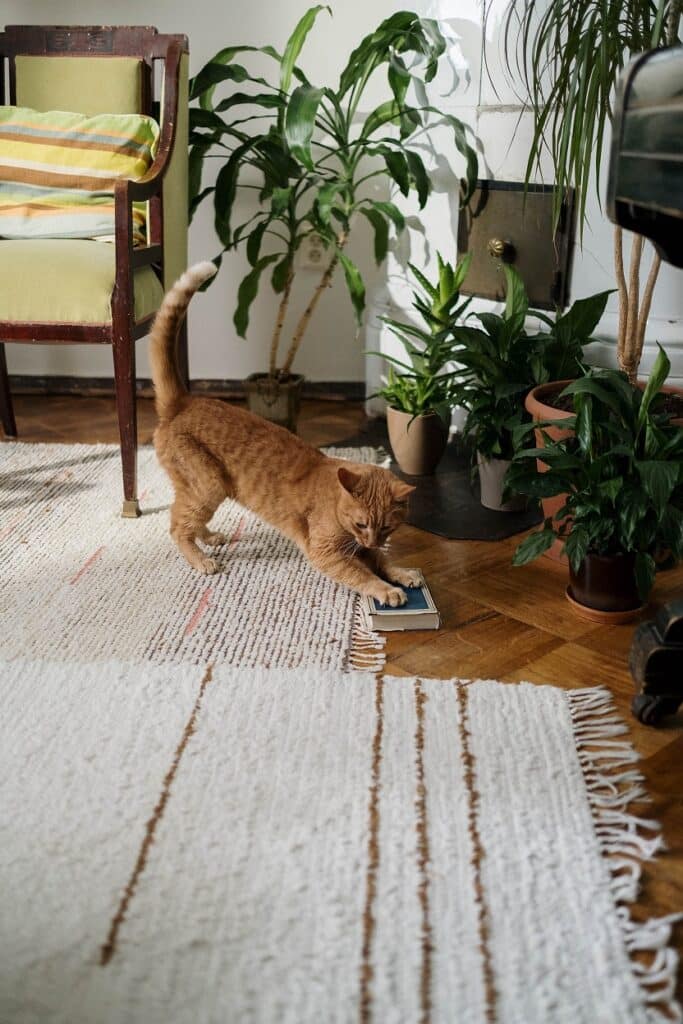 indoor plants cats can eat