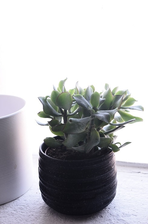 jade plant the best indoor plants for very small pots