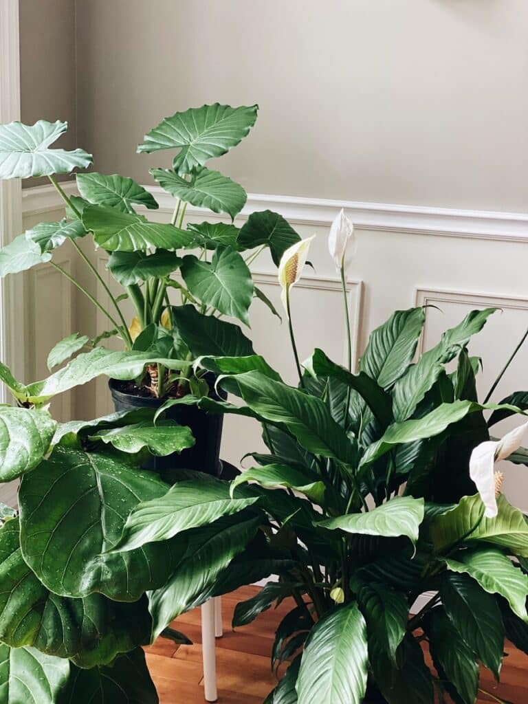 peace lily | The Best House Plants for Air Purification