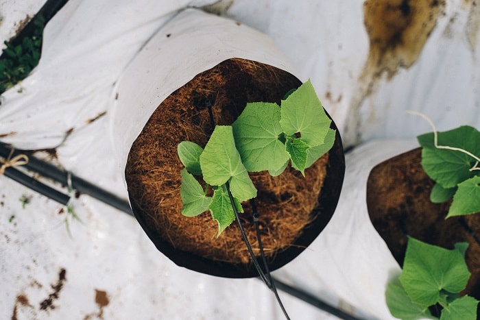 The Ultimate Guide how to make good soil for indoor plants