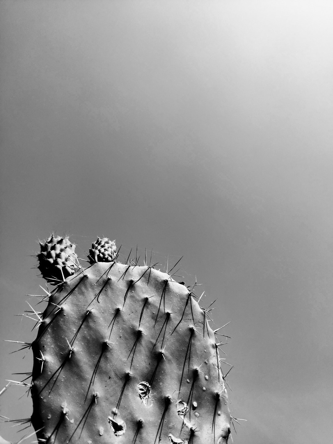 why-did-my-cactus-turn-black-greenery-inside-out