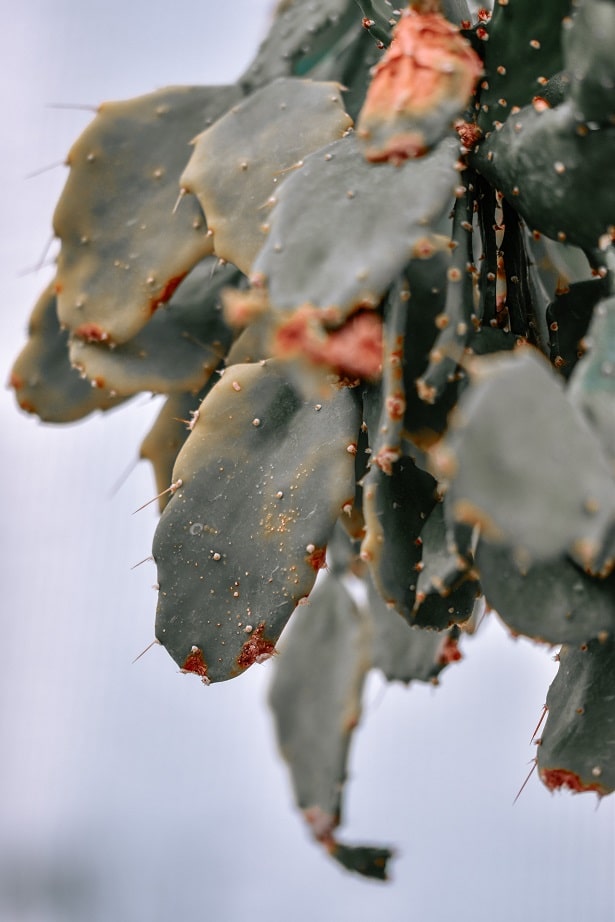 black cactus turning healthy