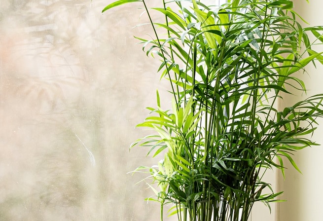 Tips for Growing Bamboo Indoors