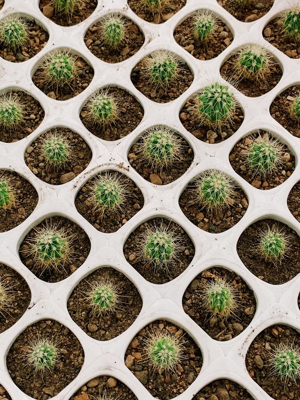 why cactus is turning black