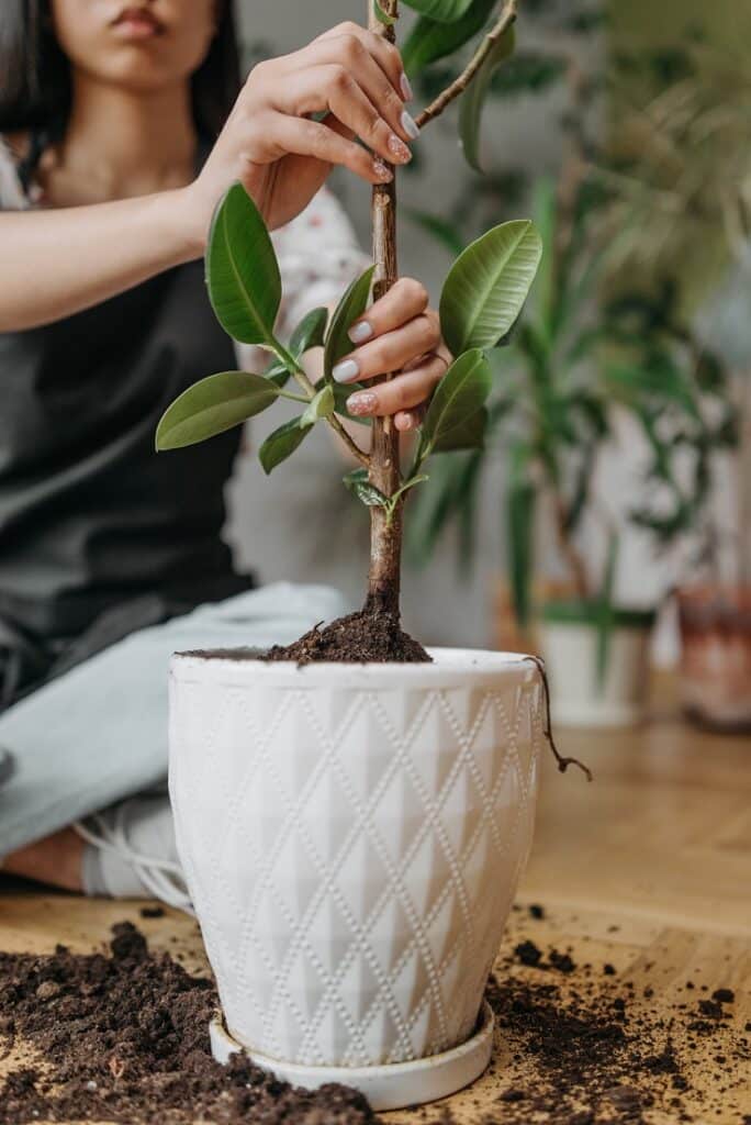 best way to clean leaves on indoor plants