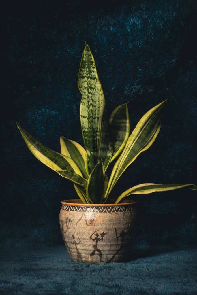 Key differences between a healthy and unhealthy snake plant