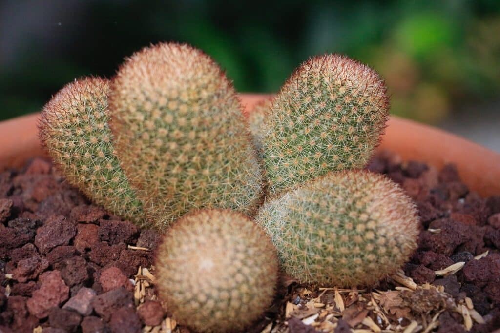 cactus turning black