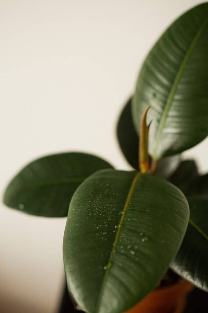 rubber plant the house plant for air purification