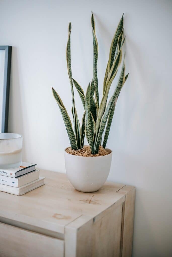 snake plant in teh small pot 