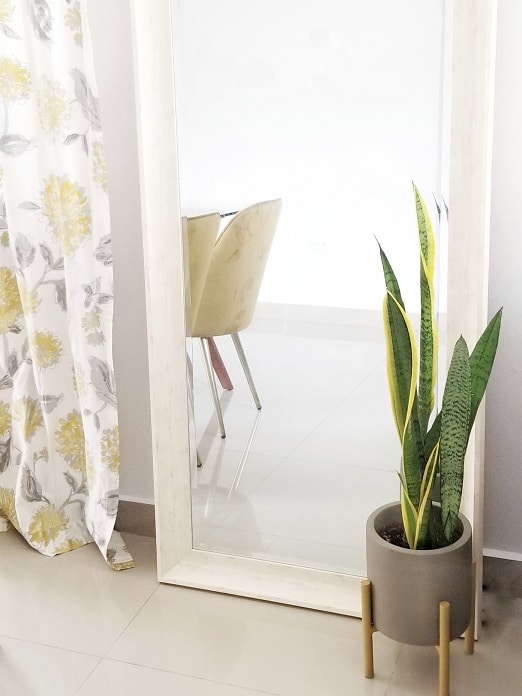 snake plant | The Best House Plants for Air Purification