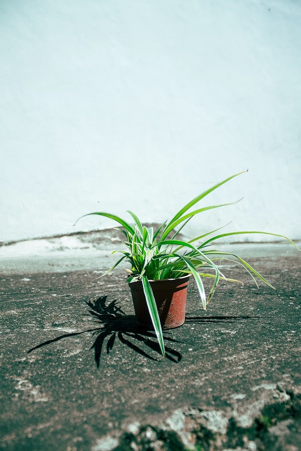 spider plant