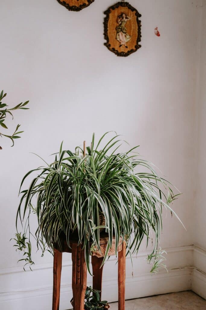 spider plant | The Best House Plants for Air Purification