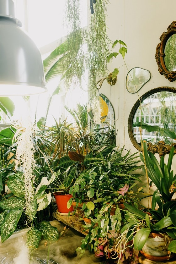 best house plants for air purification 