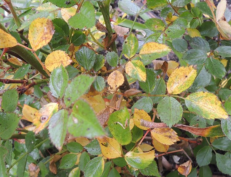 Effects of Unfavorable Conditions on Rose Bushes leaves