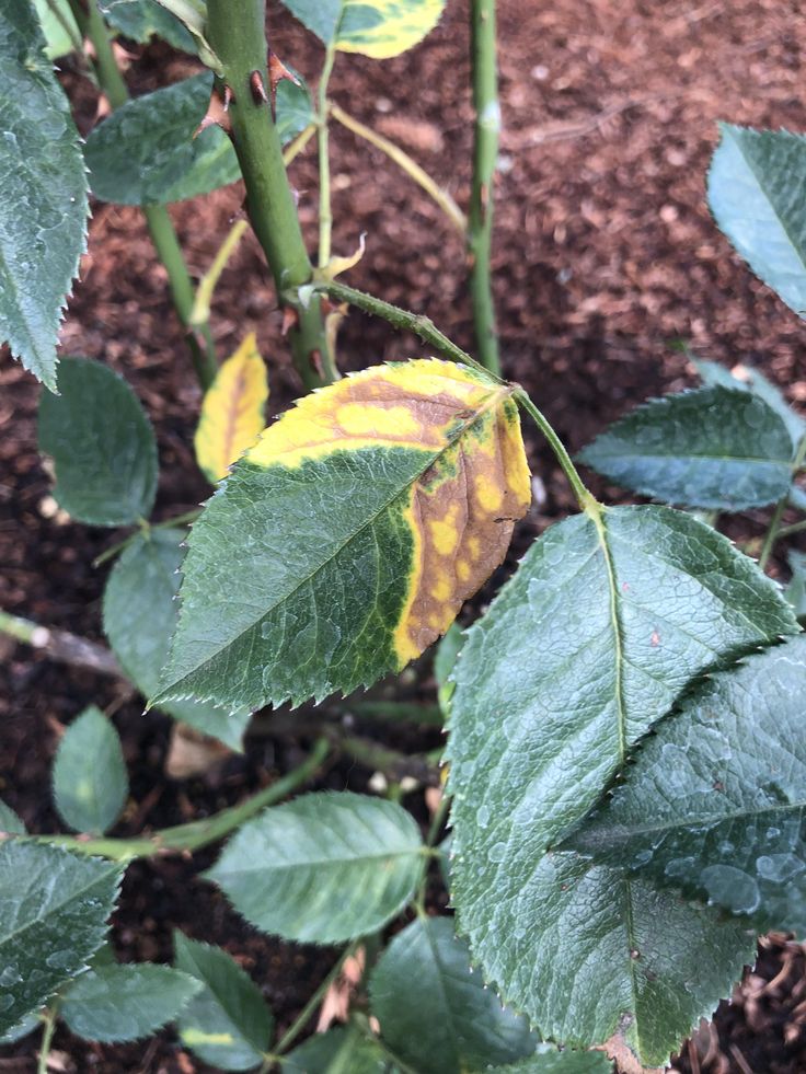 Why Are the Leaves on my Rose Bush Turning Brown?