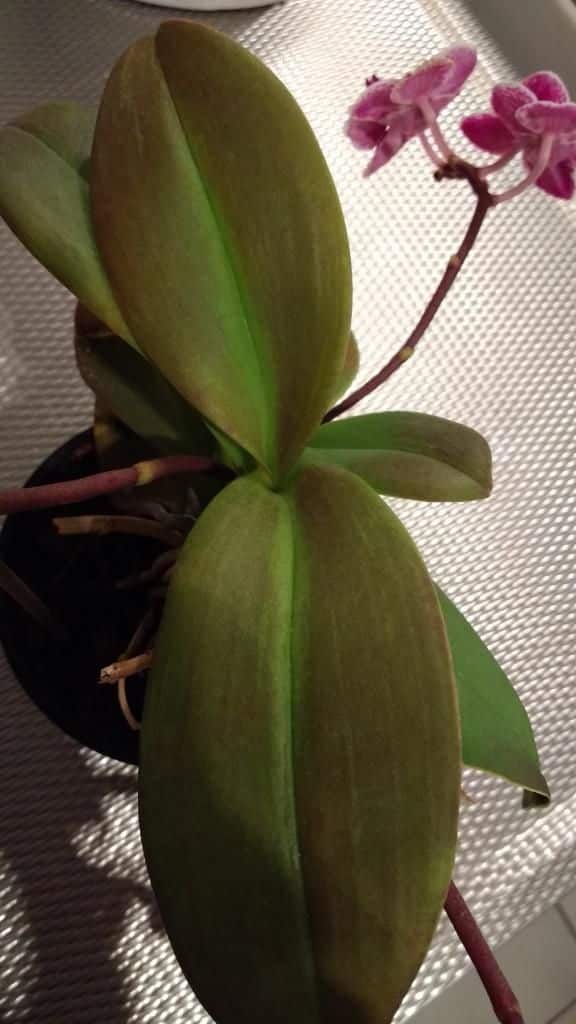 Effects of too much sunlight on orchid leaves