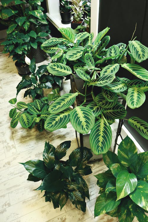 what indoor plants are best for purifying the air?