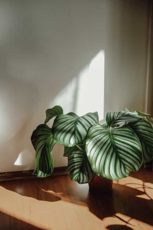 Reviving a Dying Calathea Plant