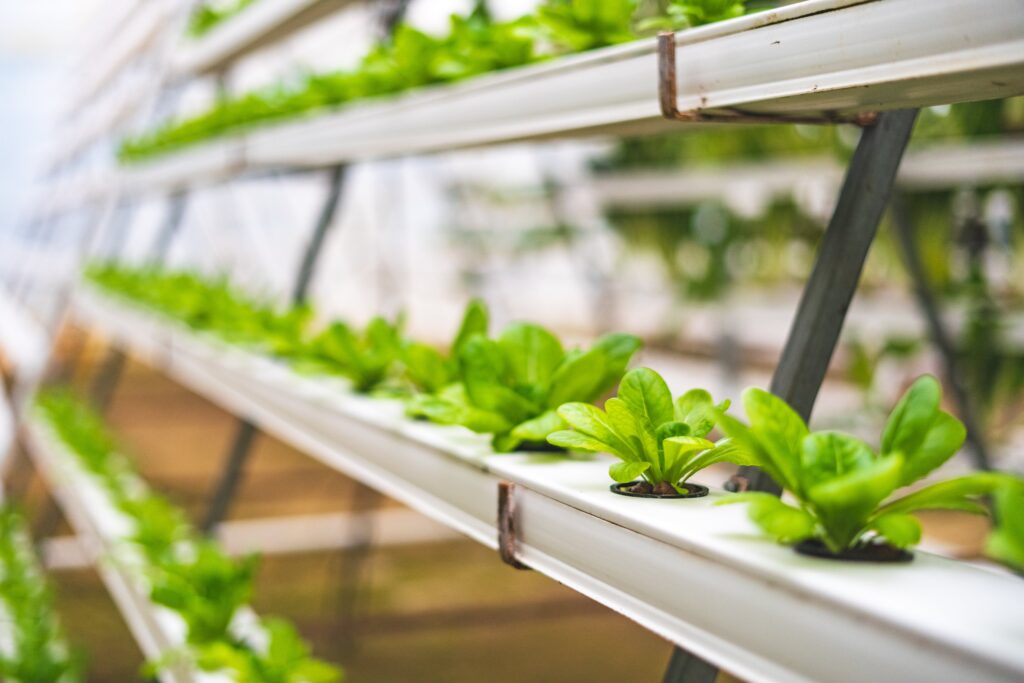move your seedlings to the hydroponic system?