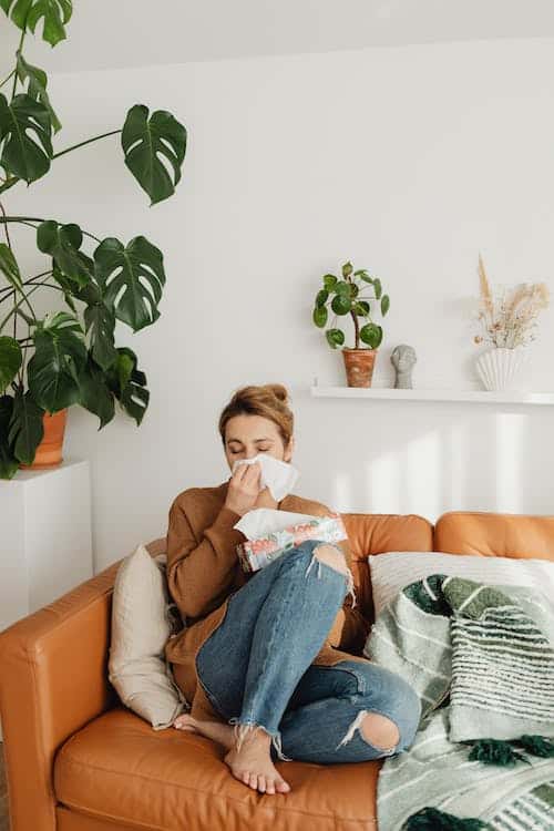 indoor plants to help with allergies