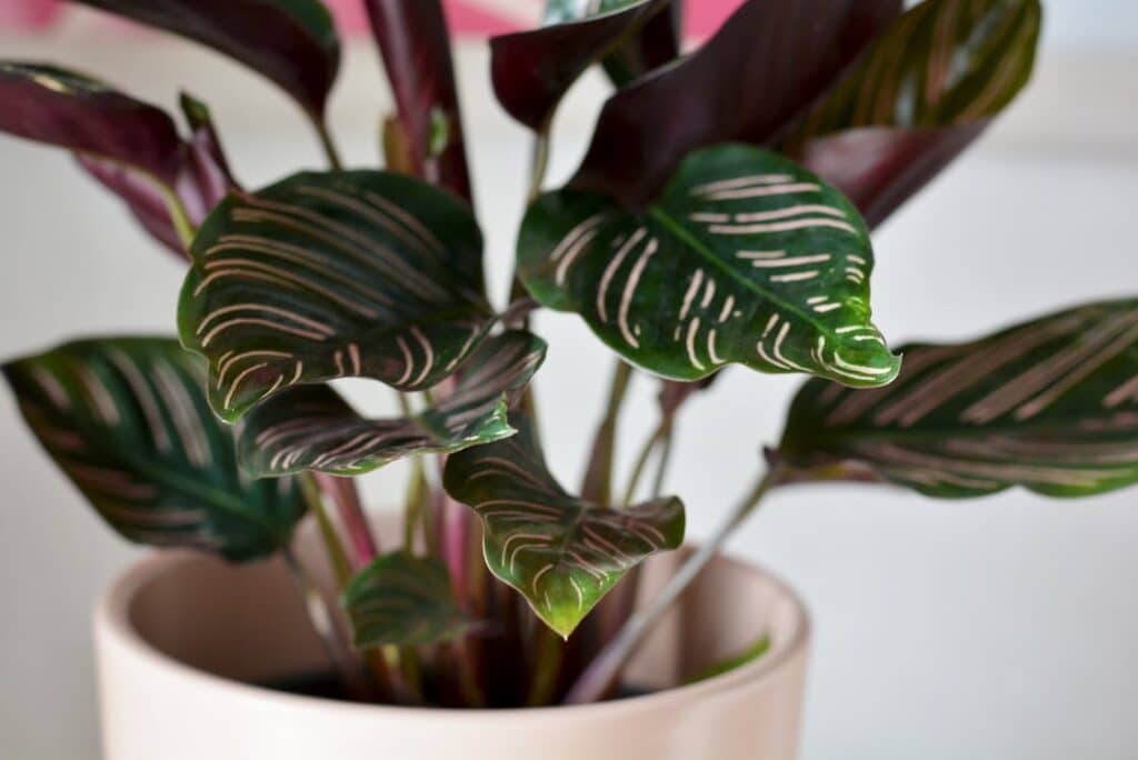 how long do calathea plants live