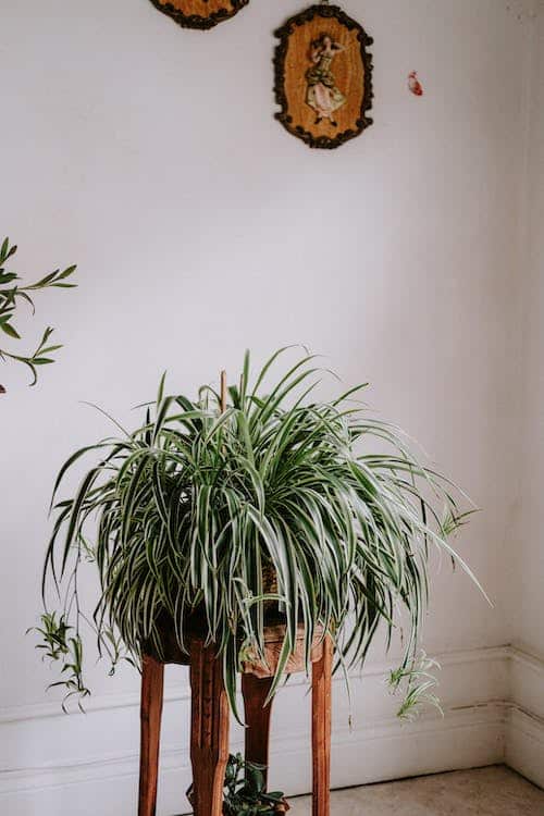 spider plant brown tips on leaves