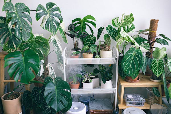 what indoor plants like to be misted