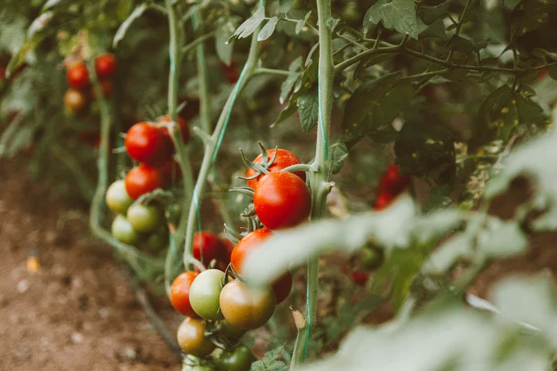 Why Are My Tomato Leaves Turning Brown?