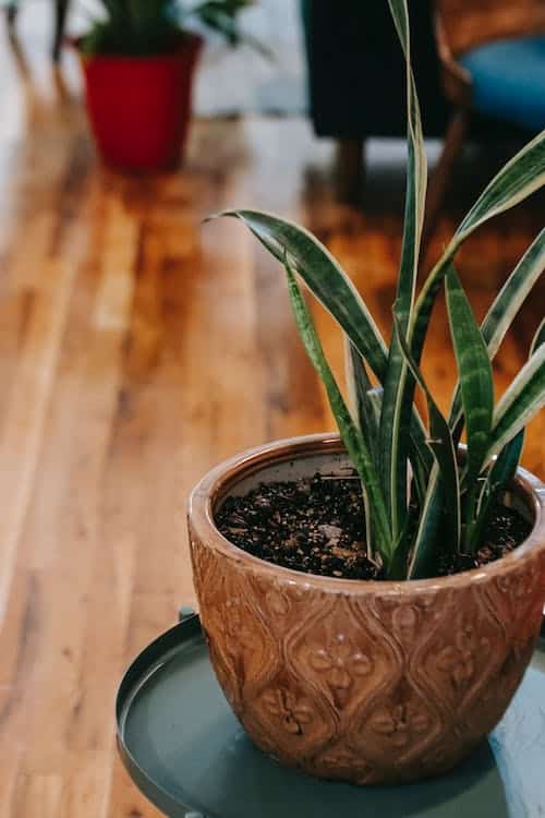 How to Prevent Dracaena Plant Brown Tips