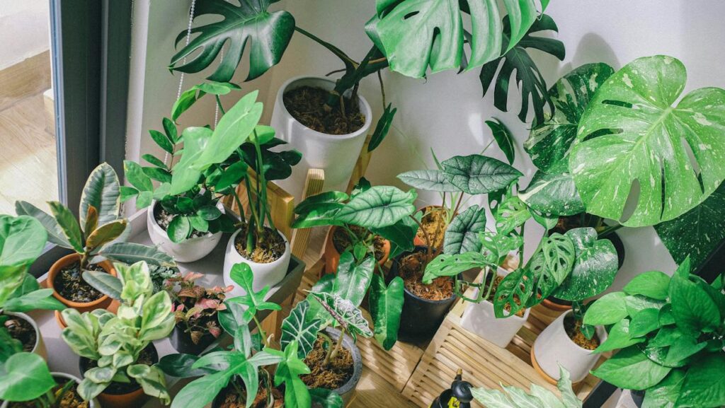 why are indoor plants good for you?