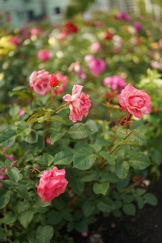 Recognizing Different Symptoms of rose bush