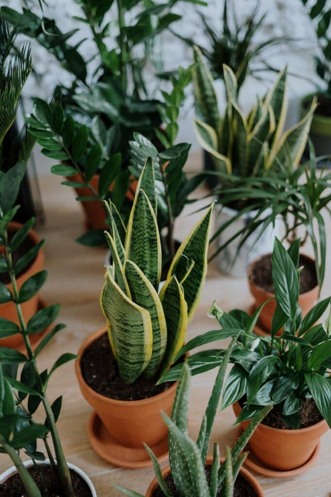 how to treat indoor plants