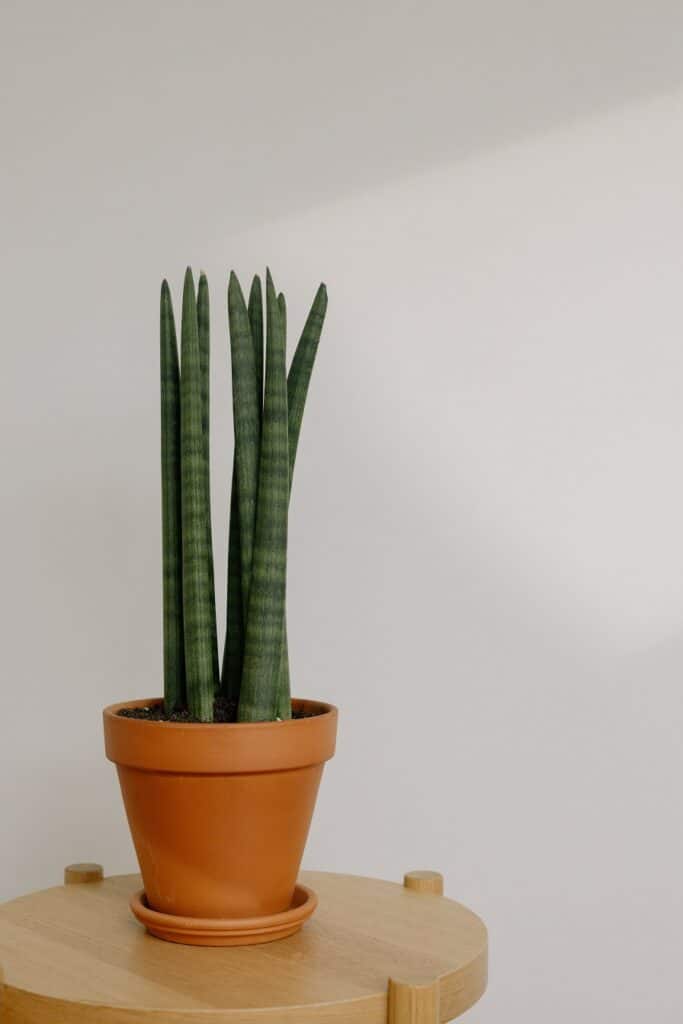 maintaining a snake plant 