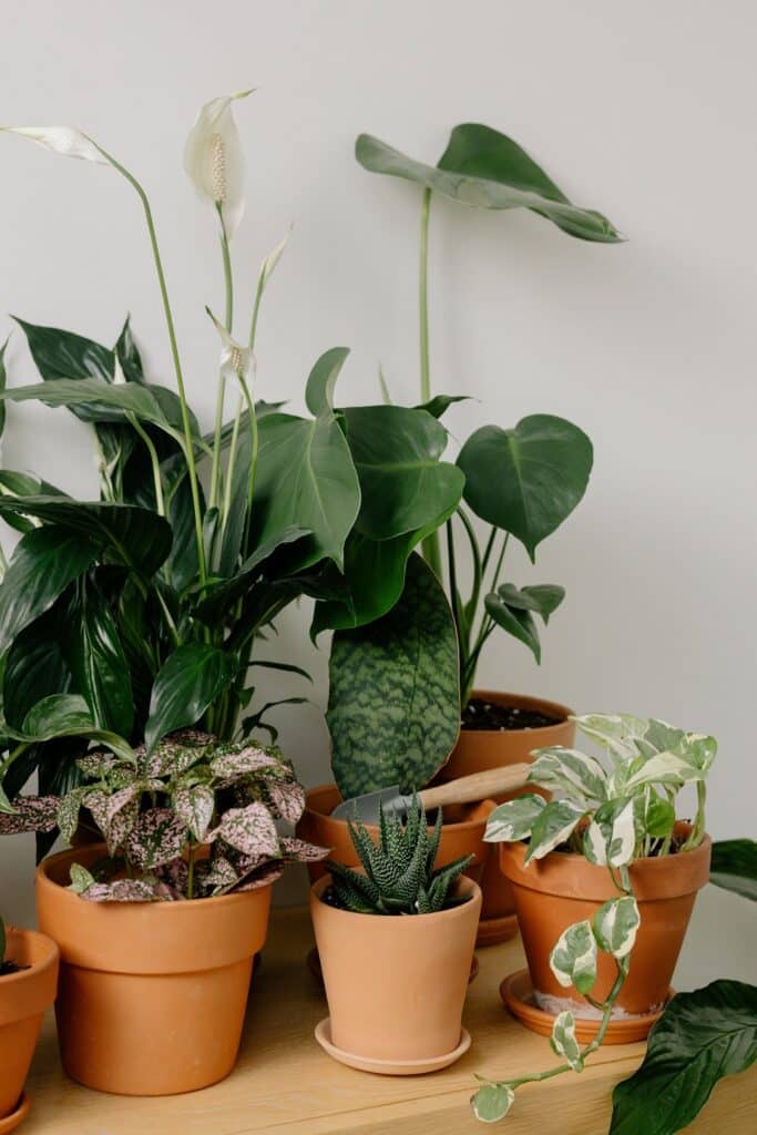 Feeding Your House Plants