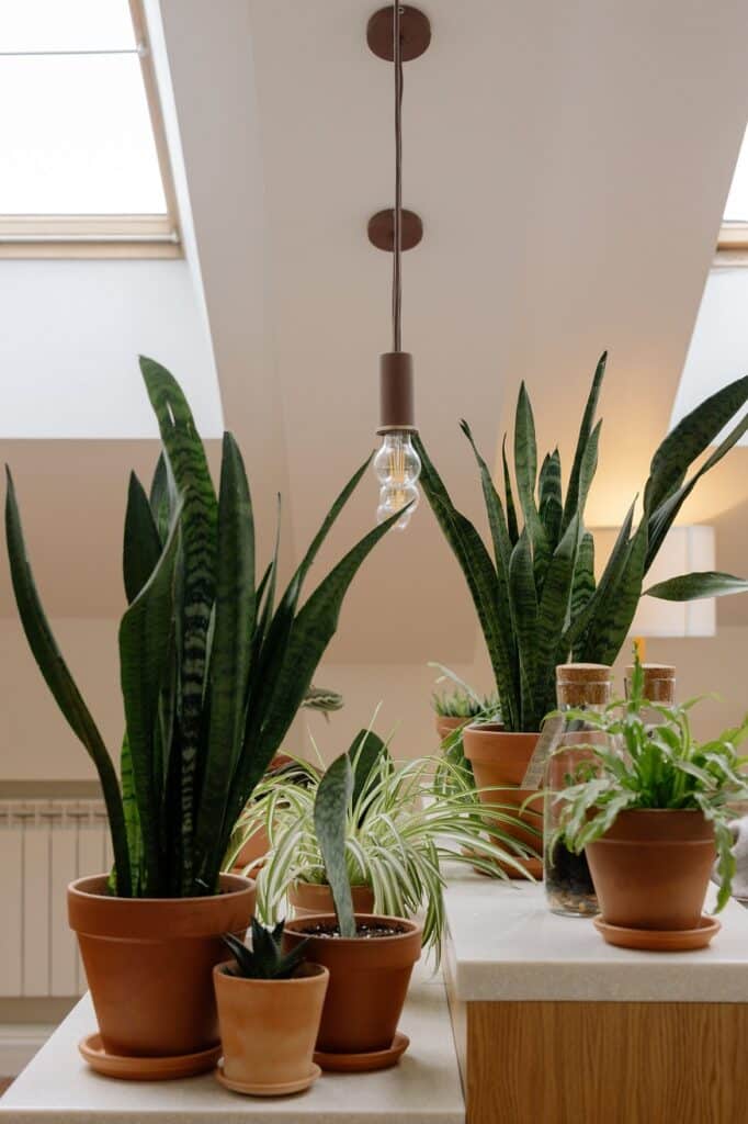 Addressing Common House Plant Diseases