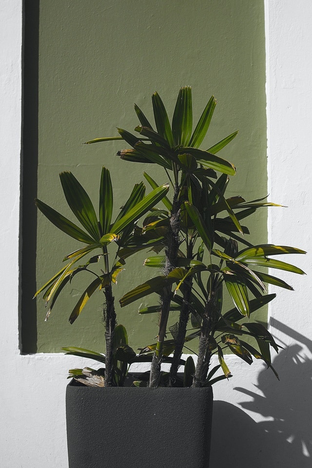 Steps to Choose the Right House Plants