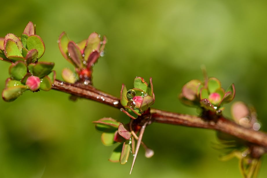 Detecting Nutrient Deficiency in Rose Bushes leaves turning brown