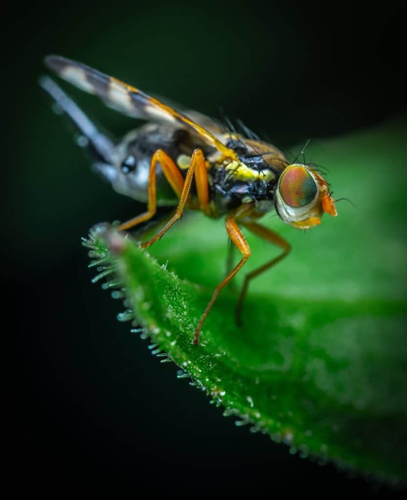 Effects of Bug Infestation on Indoor Plants