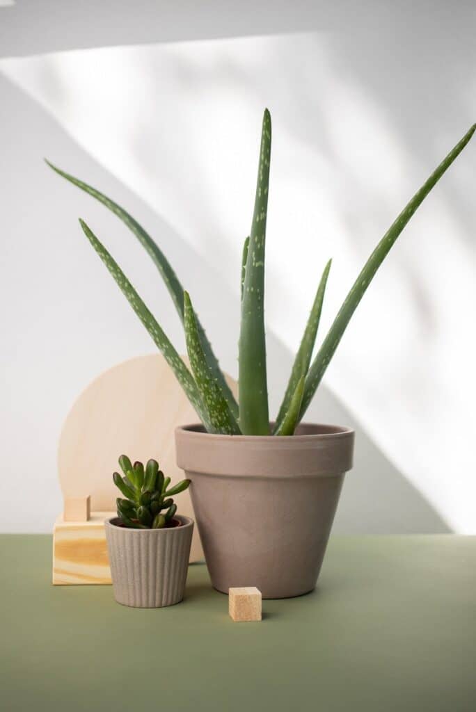 Tips for Supporting Healthy House Plants