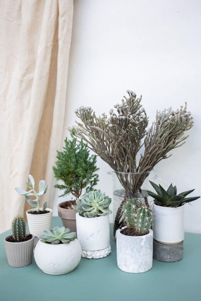 Watering House Plants Correctly