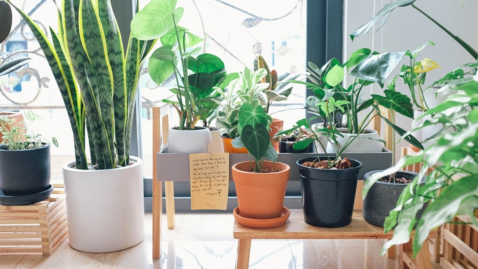 help maintain the overall health of indoor plants 